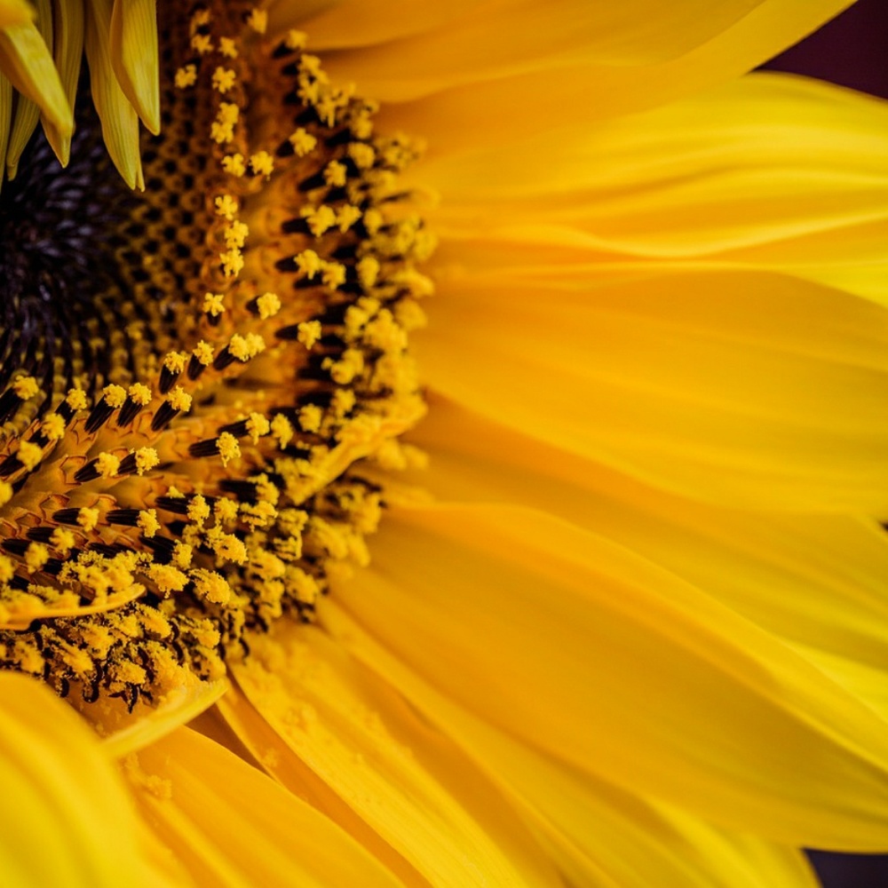 Meet your Posher, Chelsea